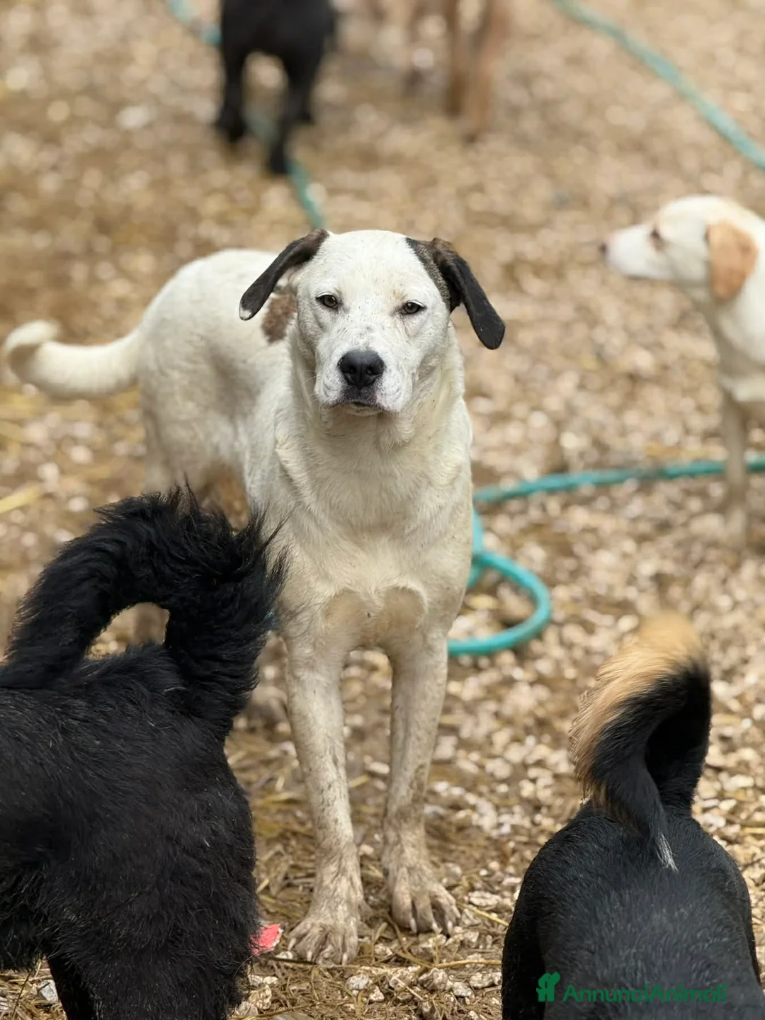 Meticcio cani in regalo: BALINA, cucciola mix DOGO ARGENTINO. Tenerissima!! - Annuncio 7