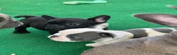 Bulldog Francese cani in vendita: Bulldog francese  - Annuncio 12