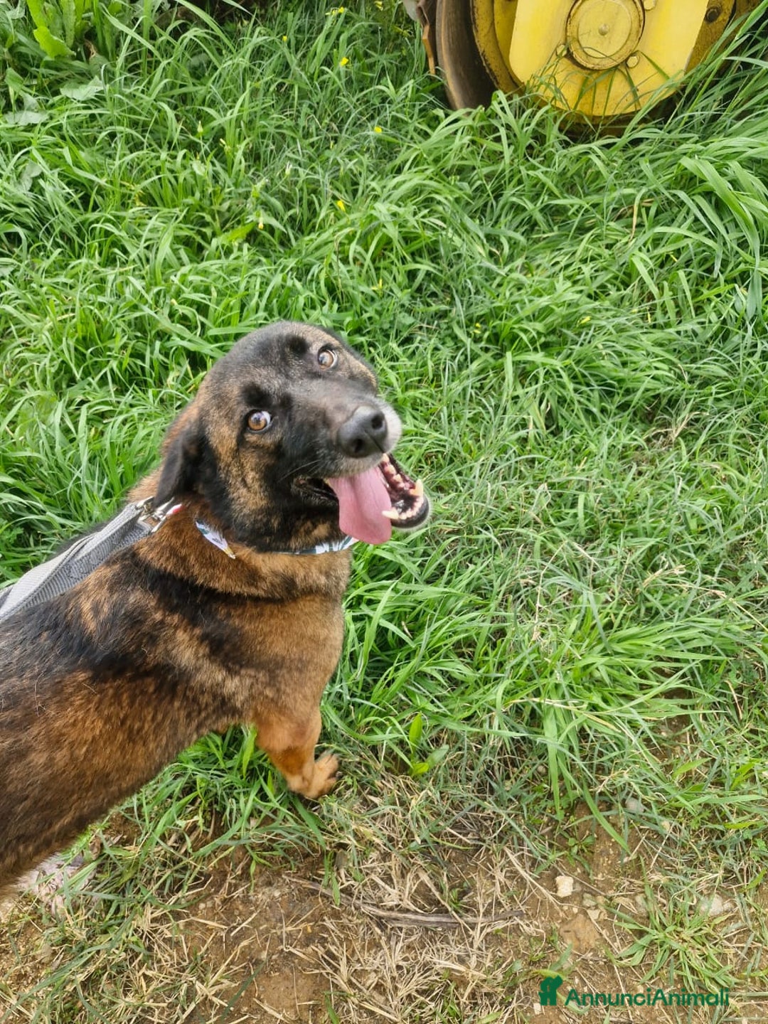 Pastore del Caucaso cani in regalo: Splendida simil Pastore del Caucaso - CARRIE - Annuncio 7