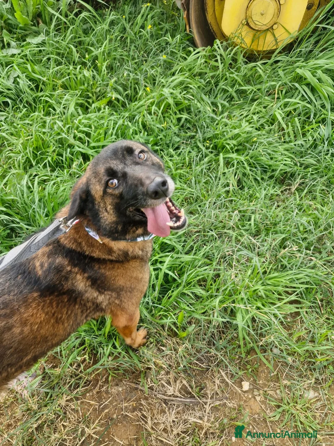 Pastore del Caucaso cani in regalo: Splendida simil Pastore del Caucaso - CARRIE - Annuncio 8