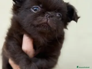 Chihuahua cani Chihuahua mini pedigree Enci - Annuncio 32