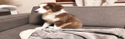 Australian Shepherd cani in vendita: Australian shepherd femmine  - Annuncio 4