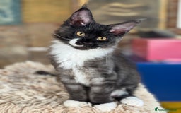 Maine Coon gatti in vendita: Cuccioli di razza Maine Coon pedigree ANFI a Livorno - Immagine 9