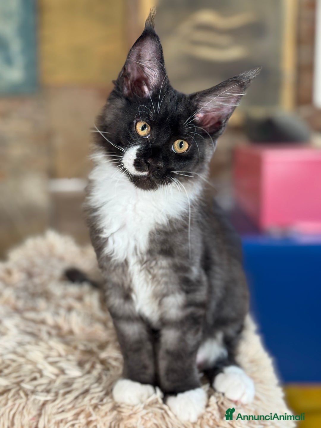 Maine Coon gatti in vendita: Cuccioli di razza Maine Coon pedigree ANFI a Livorno - Immagine 9