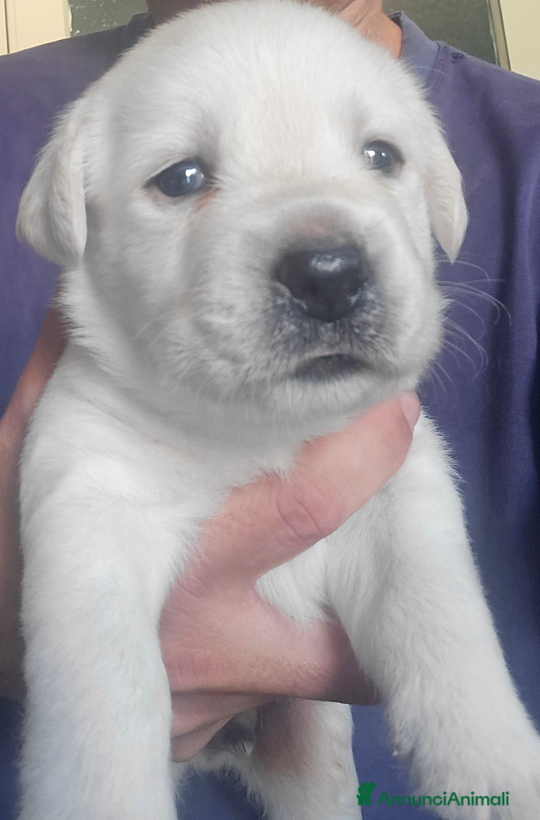 Labrador cani in vendita: Cuccioli Labrador  a Provincia di Perugia - Immagine 15