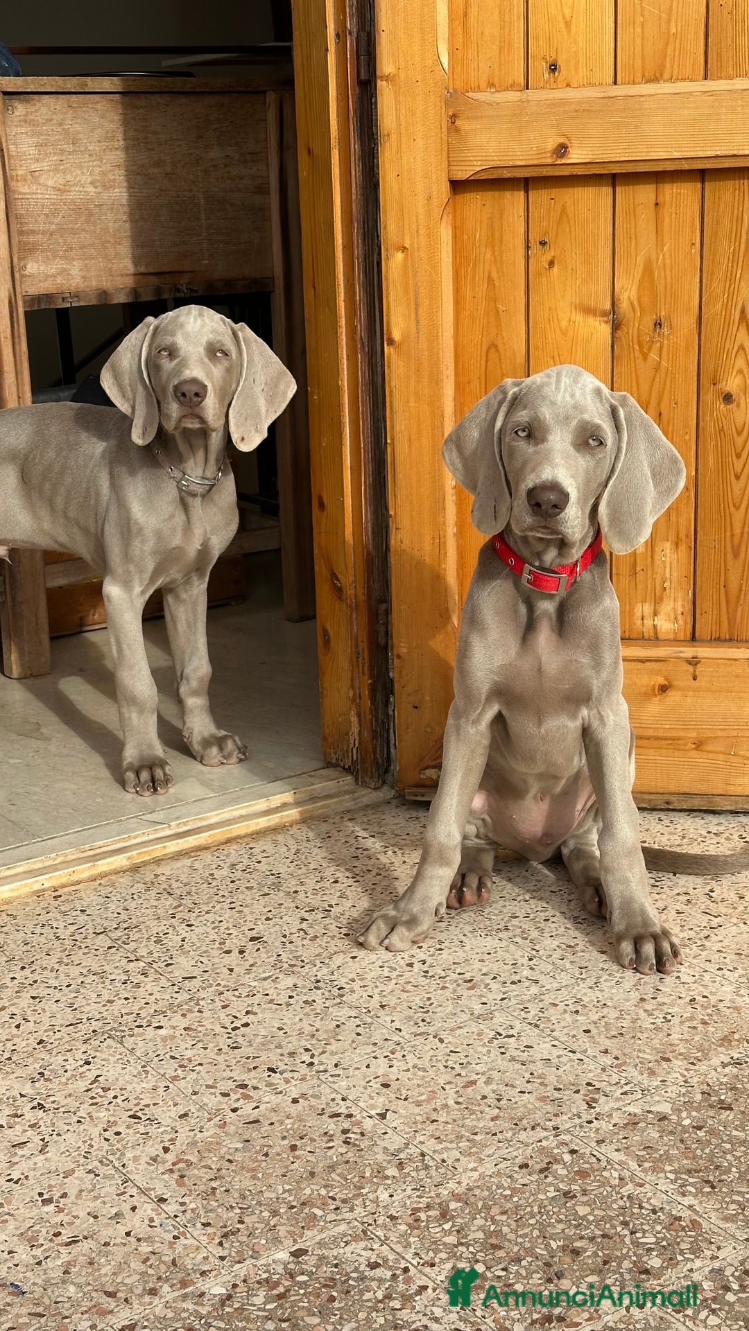 Weimaraner cani in vendita: Cuccioli di Weimaraner  - Annuncio 1