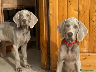 Weimaraner cani Cuccioli di Weimaraner - Annuncio 16