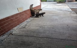 Meticcio gatti in regalo: Gattino di circa 3 mesi a Province of Alessandria - Immagine 2