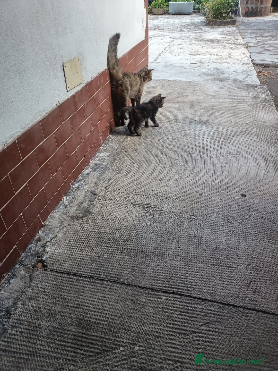 Meticcio gatti in regalo: Gattino di circa 3 mesi a Province of Alessandria - Immagine 2