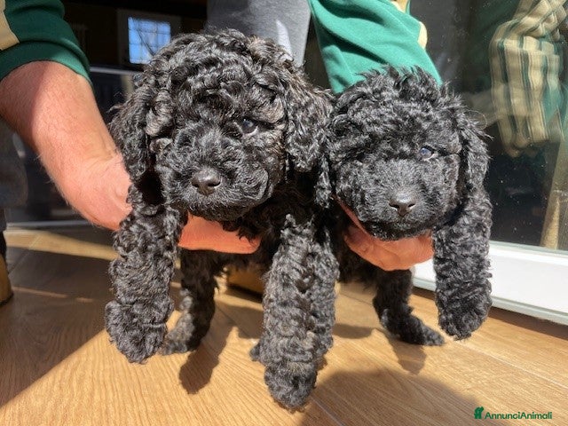Barboncino cani Disponibili barboncini colore nero - Annuncio 14