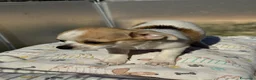 Chihuahua cani in vendita: Cuccioli chihuahua con pedigree Enci - Annuncio 9