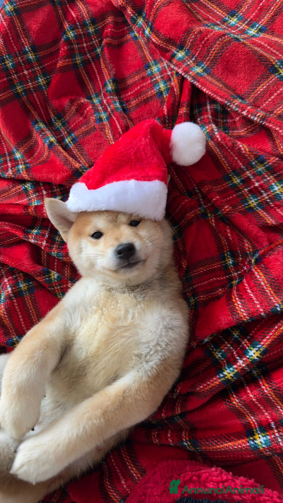 Shiba Inu cani in vendita: Cucciola SHIBA inu rossa - Annuncio 5