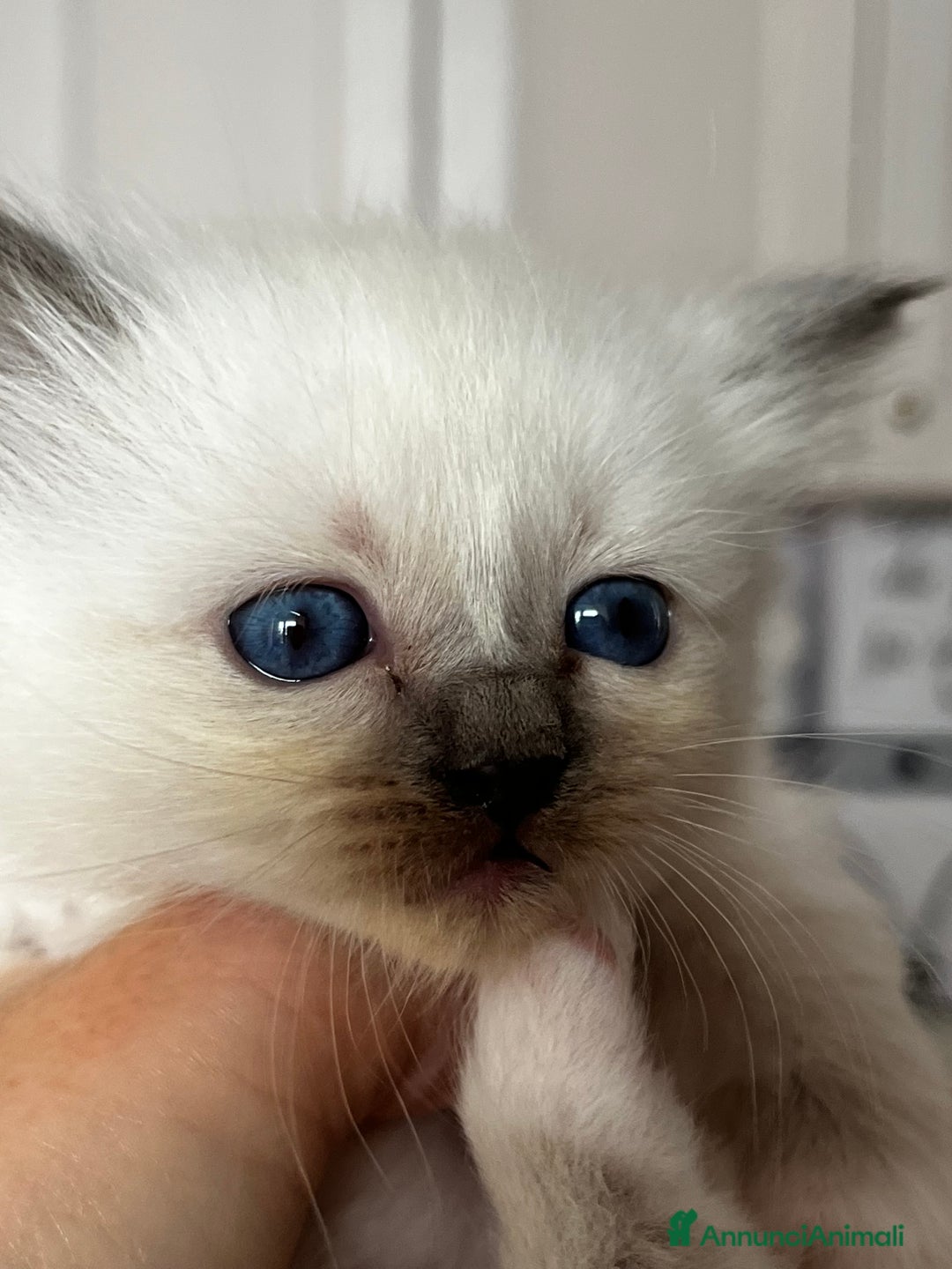 Sacro di Birmania gatti in vendita: Dolcissimi cuccioli Sacro di Birmania  - Annuncio 1