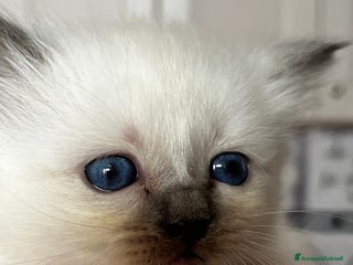 Sacro di Birmania gatti Dolcissimi cuccioli Sacro di Birmania - Annuncio 3