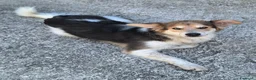Meticcio cani in regalo: Kaan 8 mesi mix border collie  - Annuncio 2