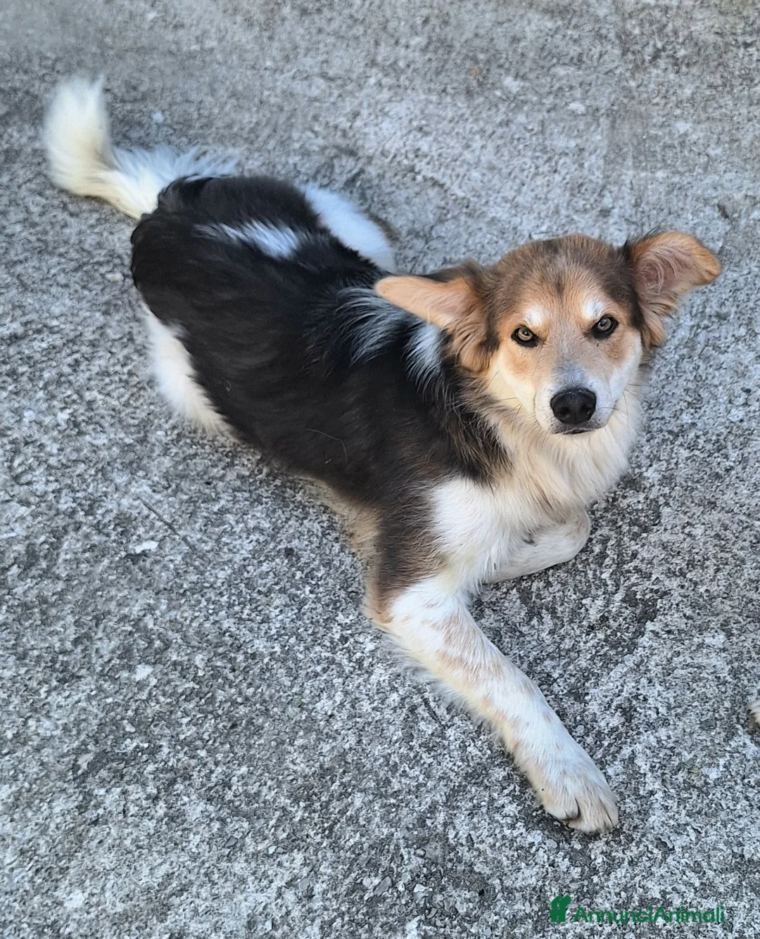 Meticcio cani in regalo: Kaan 8 mesi mix border collie  - Annuncio 2