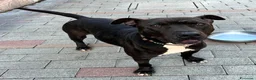 Meticcio cani in regalo: MAX CERCA CASA - Annuncio 5