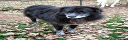 Meticcio cani in regalo: LUPO dolcissimo pastore! - Annuncio 4