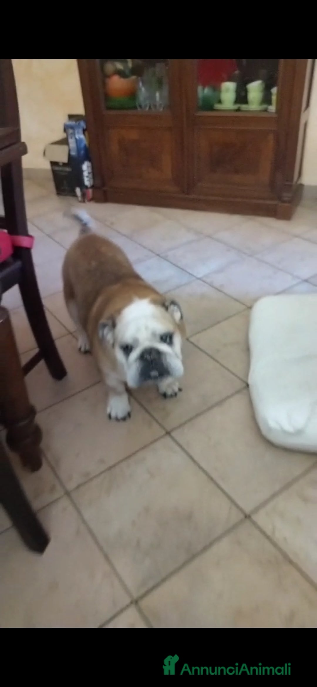Bulldog cani in regalo: NONNA SHAKIRA CERCA IL SUO ANGELO - Annuncio 3