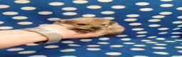 Volpino Pomerania cani in vendita: Volpino nano cuccioli - Annuncio 6