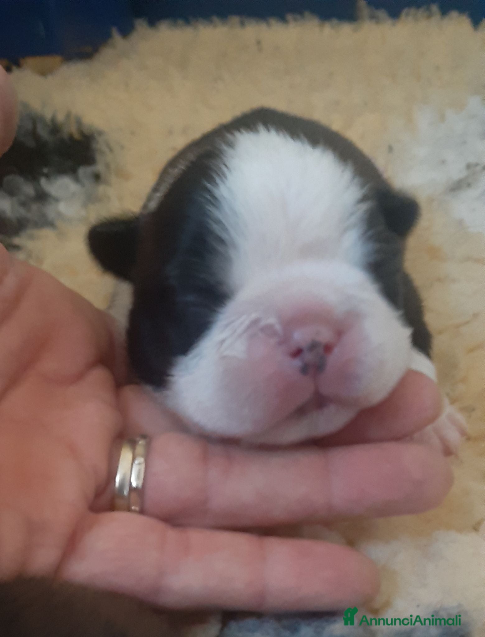 Boston Terrier cani Cuccioli di Boston terrier con pedigree  - Annuncio 2