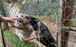 Segugio cani in regalo: FRITZ 5-6anni dolce segugio! - Annuncio 2