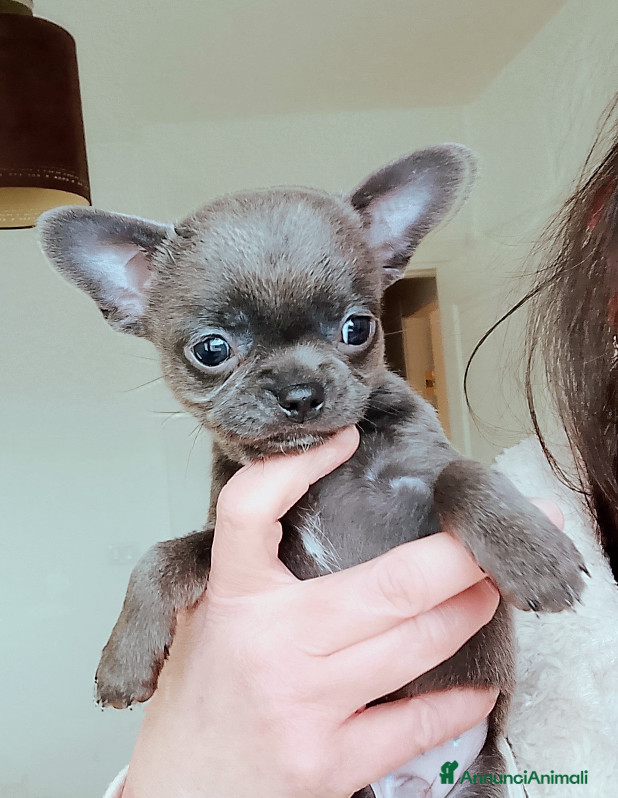 Chihuahua cani Chihuahua pedigree ENCI  - Annuncio 1