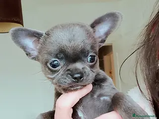 Chihuahua cani Chihuahua pedigree ENCI - Annuncio 1