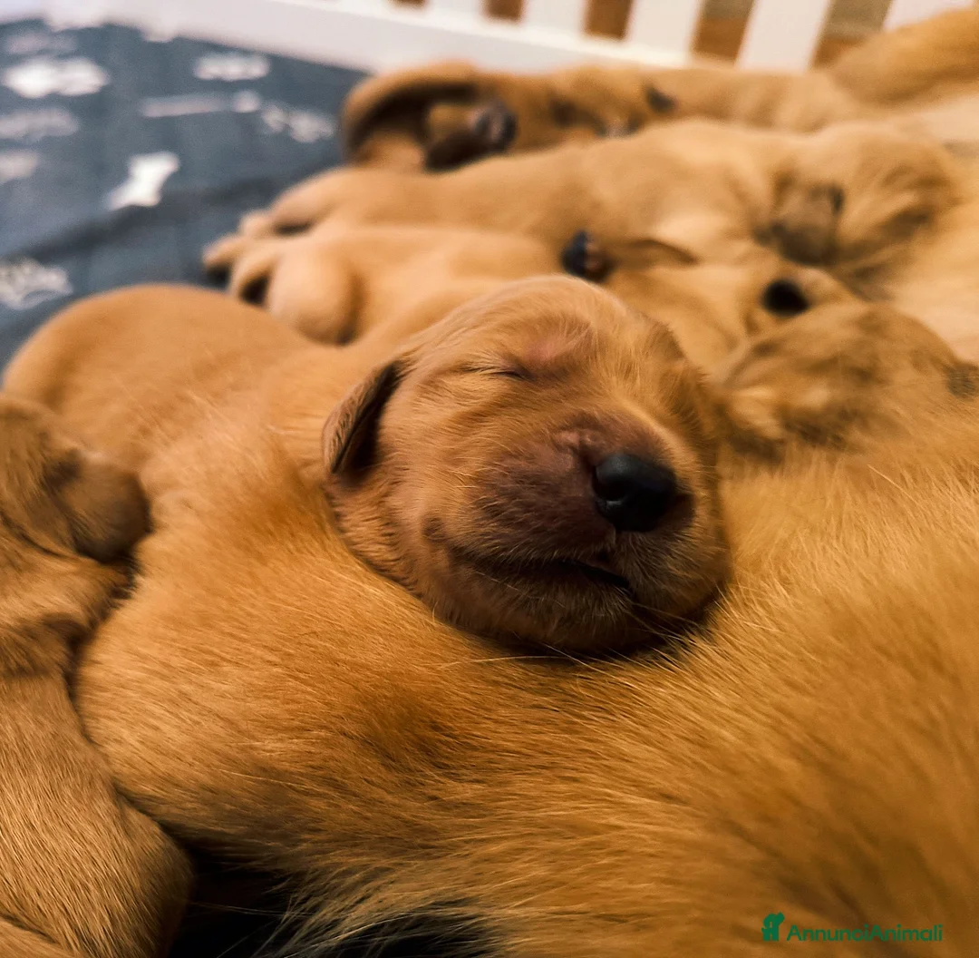 Golden Retriever cani in vendita: Cuccioli Golden Retriever americani 100% a Provincia di Terni - Annuncio 1