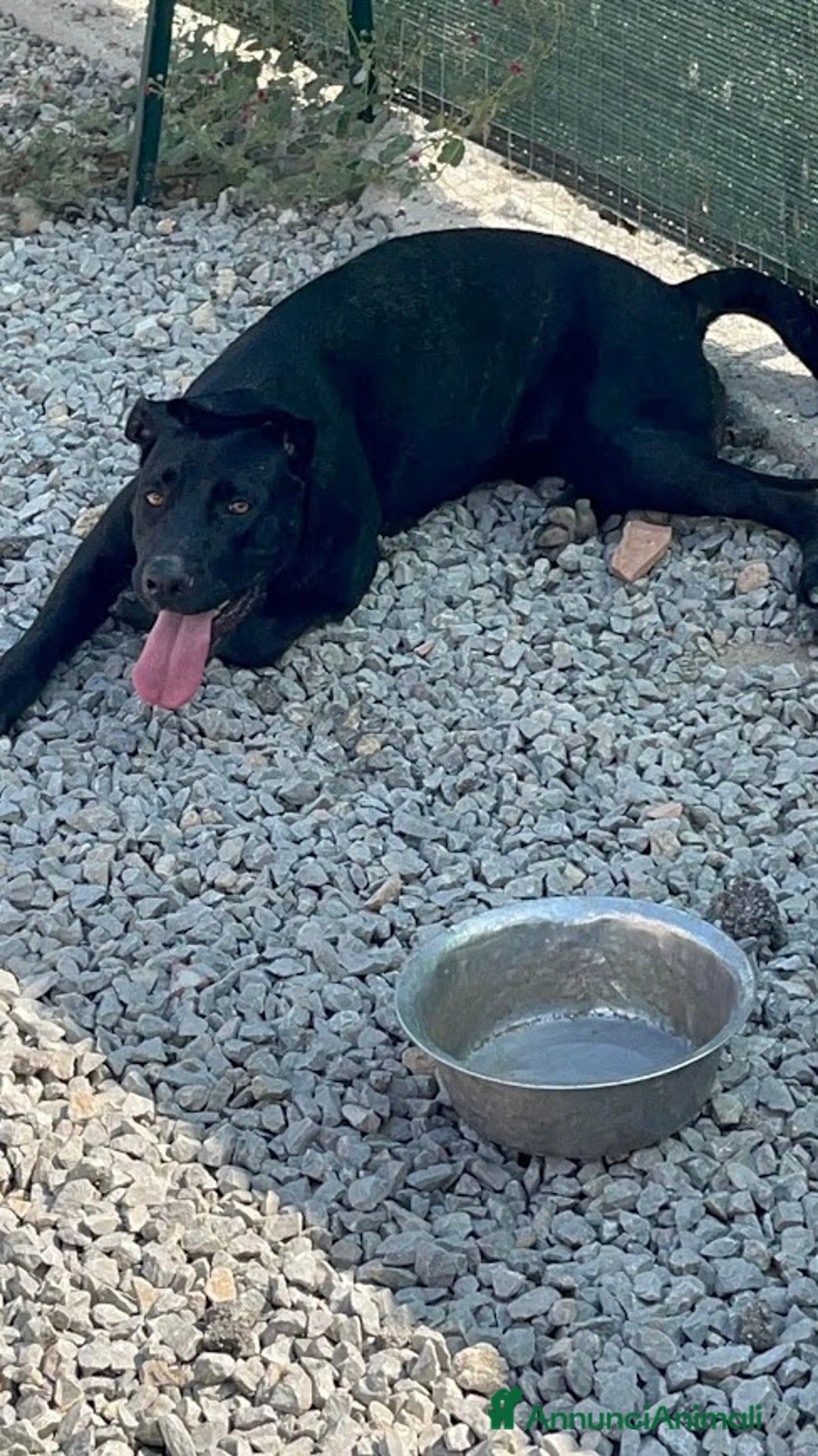 Cane Corso cani in regalo: OLIMPIA panterona dal cuore grande - Annuncio 6