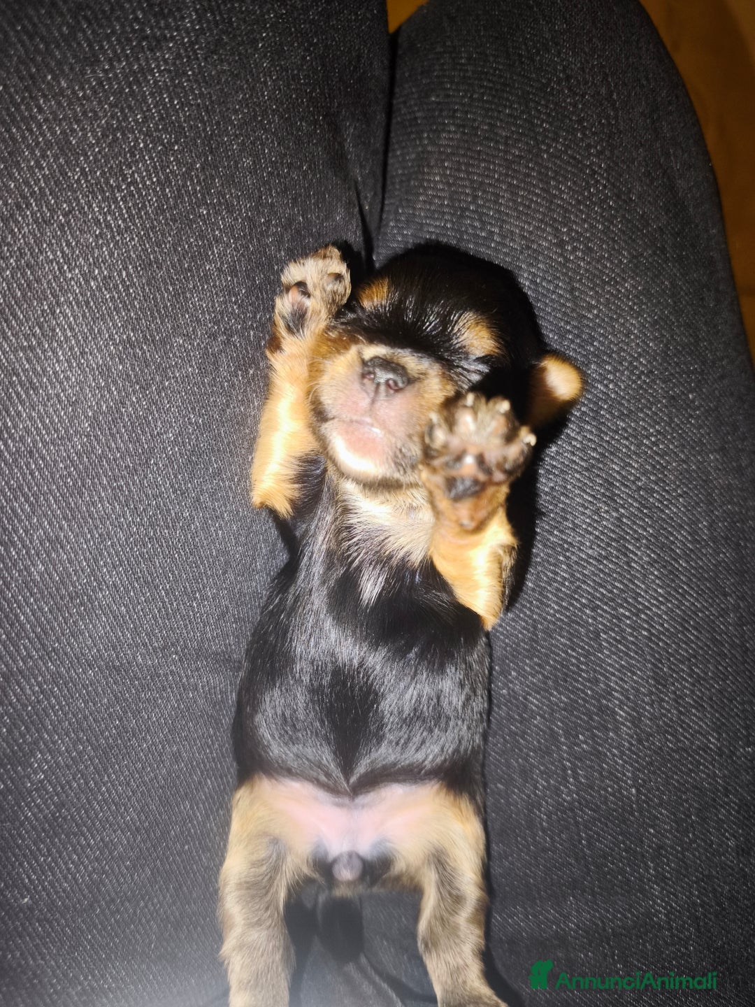 Yorkshire cani in vendita: Yorkshire toy - Annuncio 8