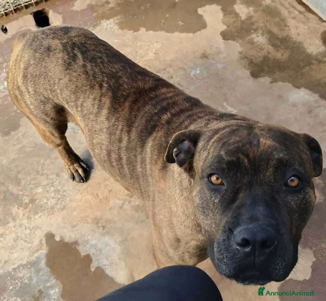 Meticcio cani in regalo: Luce, molossa dolce ubbidiente tenerona - Annuncio 2