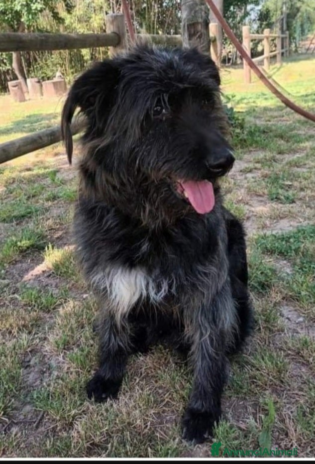 Meticcio cani Simil spinoncini fratelli salvati da 1lager.NAPOLI a Città metropolitana di Milano - Annuncio 36