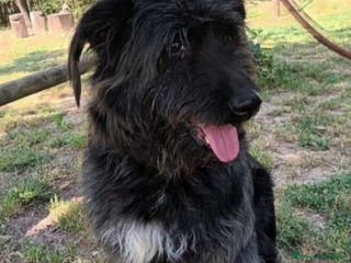 Meticcio cani Simil spinoncini fratelli salvati da 1lager.NAPOLI a Città metropolitana di Milano - Annuncio 36