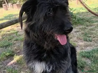 Meticcio cani Simil spinoncini fratelli salvati da 1lager.NAPOLI - Annuncio 29