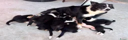 Border Collie cani in vendita: Cuccioli di Border Collie - Annuncio 2