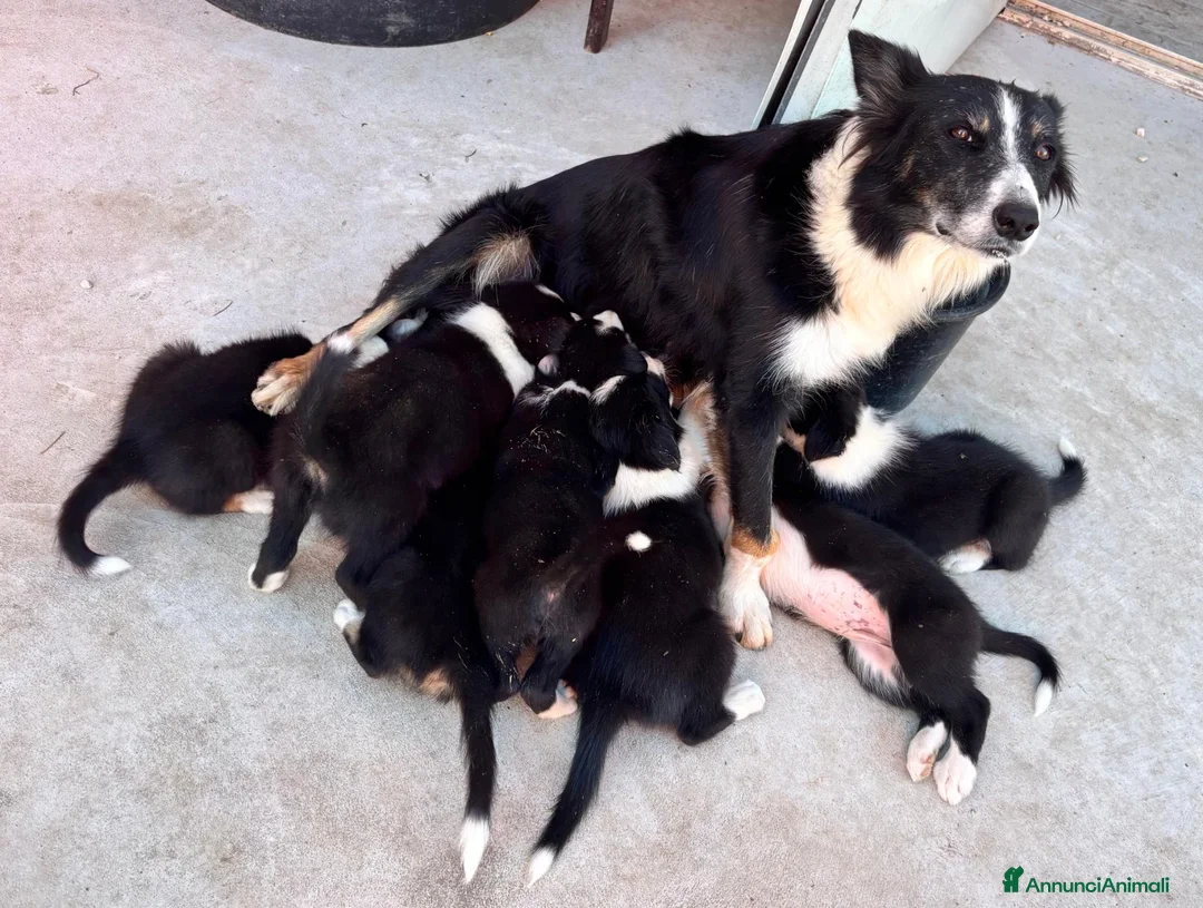 Border Collie cani in vendita: Cuccioli di Border Collie - Annuncio 2