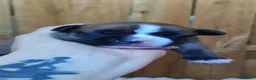 Staffordshire cani in vendita: Staffordshire bull terrier  a Provincia di Frosinone - Annuncio 3