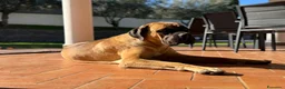 Cane Corso cani in vendita: VENDITA CUCCIOLA DI CANE CORSO - Annuncio 1