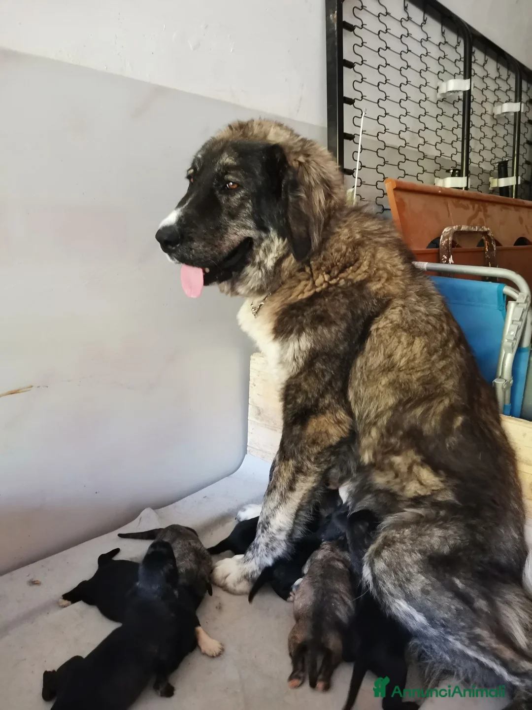 Pastore del Caucaso cani in vendita: Cuccioli di pastore del caucaso  - Annuncio 1