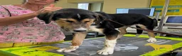 Pastore Asia Centrale cani in vendita: Cucciola di Pastore dell’Asia Centrale - Annuncio 8