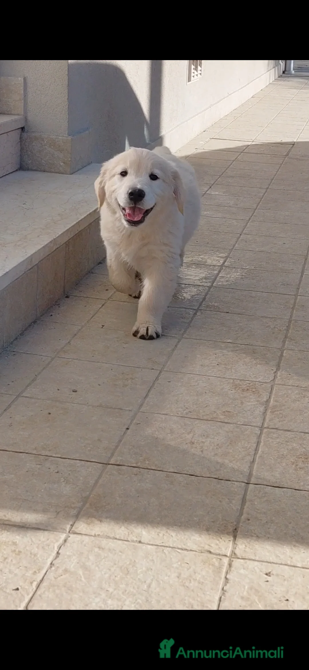 Golden Retriever cani in vendita: Cucciola di Golden Retriever  - Annuncio 3