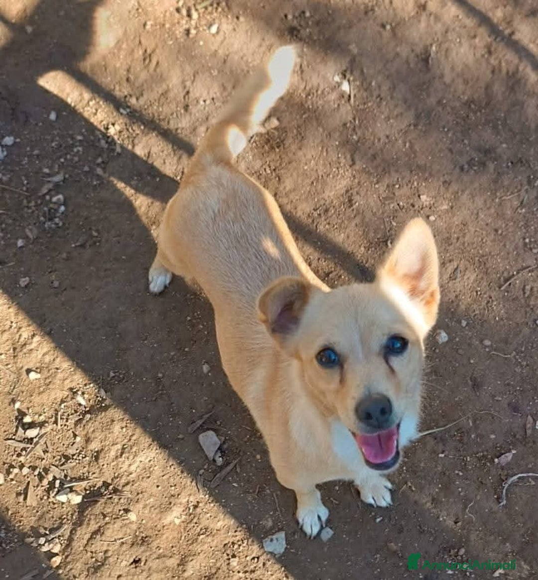 Meticcio cani in regalo: 6 mesi, cagnolino dolce e affettuoso  - Annuncio 9