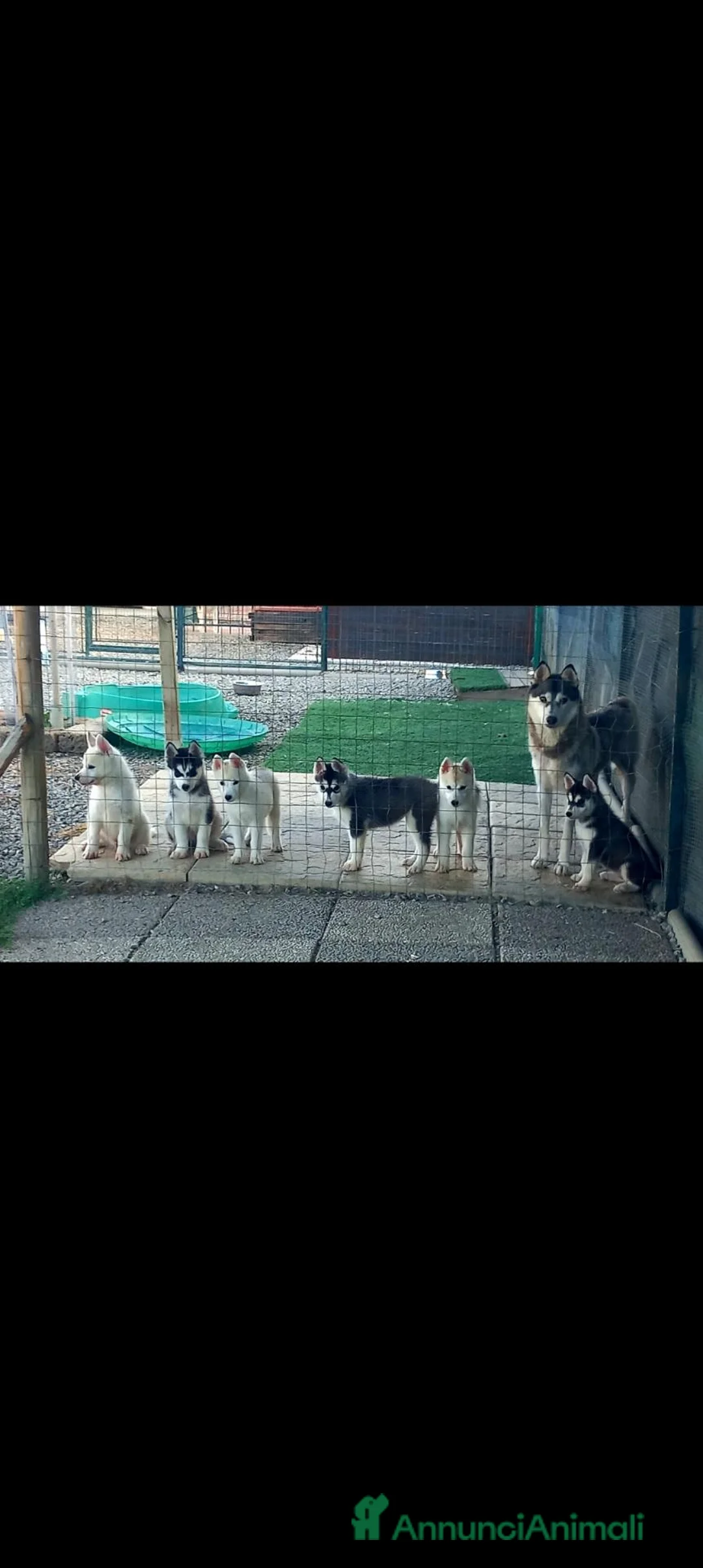 Husky cani in vendita: Siberian husky cuccioli con pedigree enci  a Provincia di Reggio Emilia - Annuncio 6