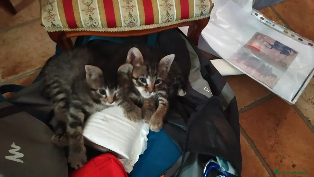 Meticcio gatti in regalo: Regalo due gattini - Annuncio 4