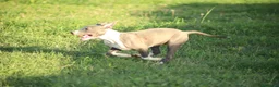 Pitbull cani in vendita: Cuccioli Pit Bull con pedigree anche a rate - Annuncio 5