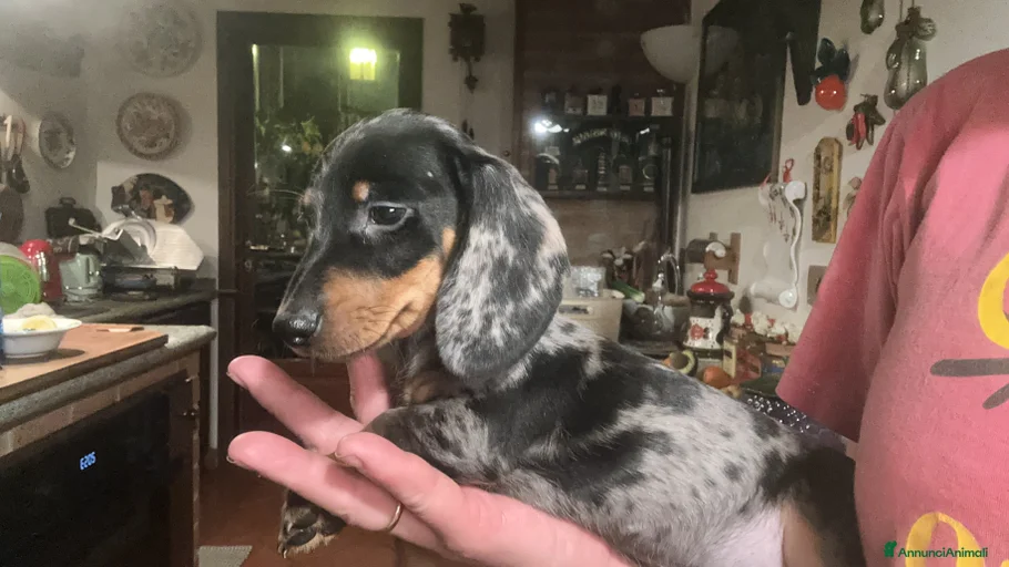 Immagine della galleria {{count}}