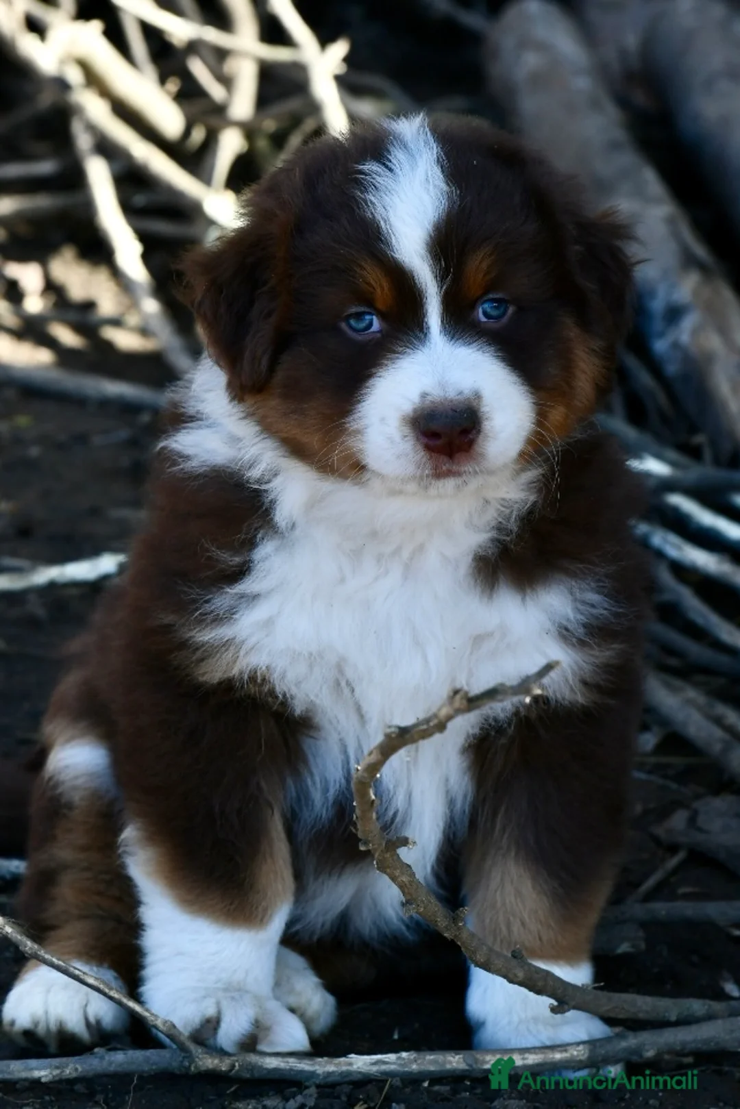Australian Shepherd cani in vendita: Cuccioli di Pastore Australiano  - Annuncio 8