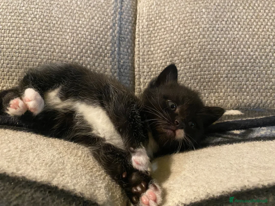 Europeo gatti in regalo: Cuccioli di gatto europeo a Provincia di Padova - Annuncio 5
