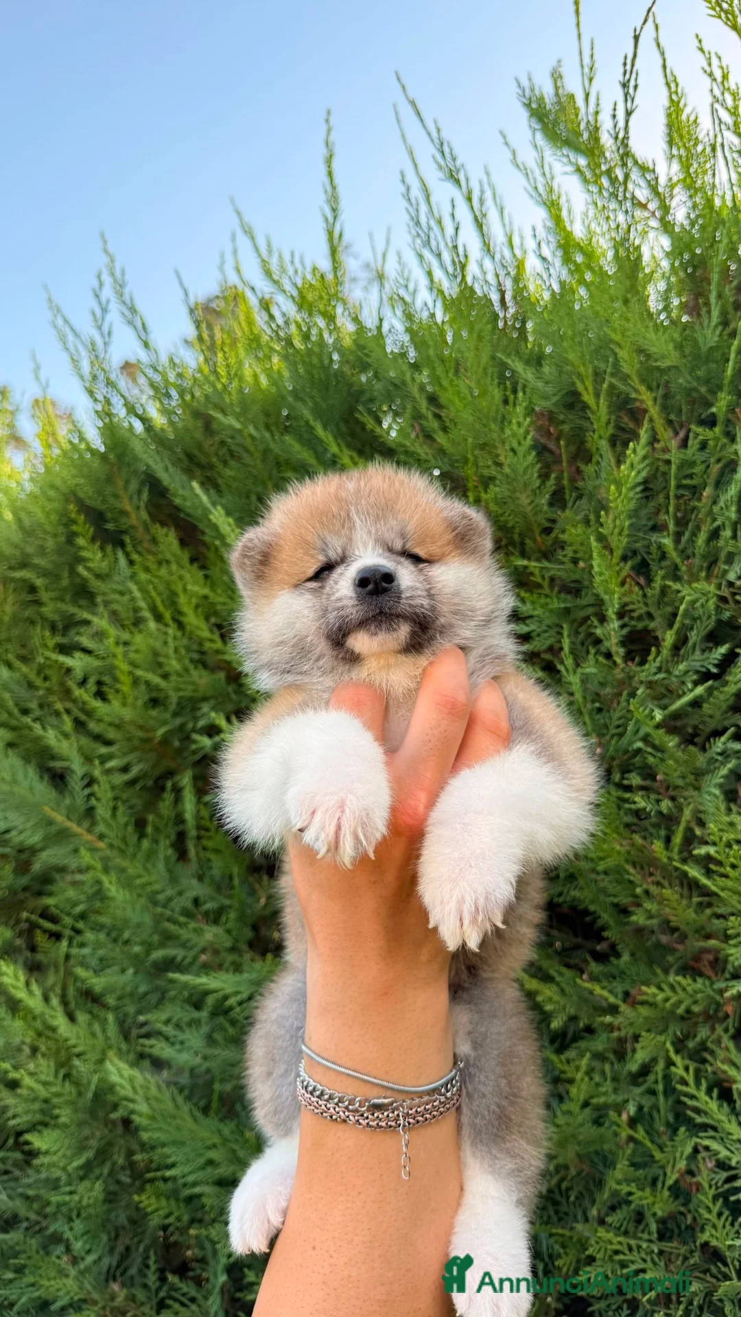 Akita Inu cani in vendita: Cuccioli di Akita Inu  - Annuncio 2